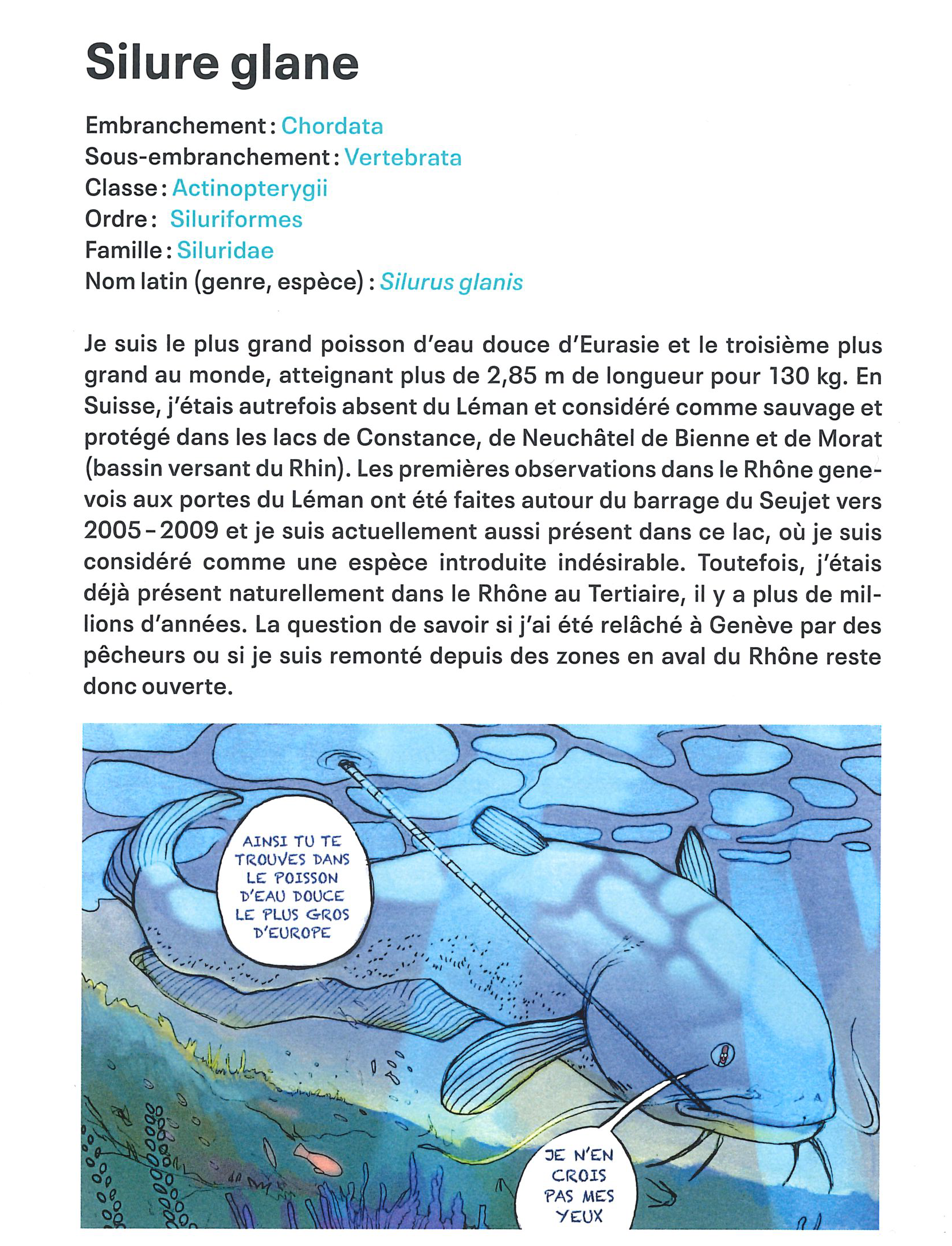 La silure glane