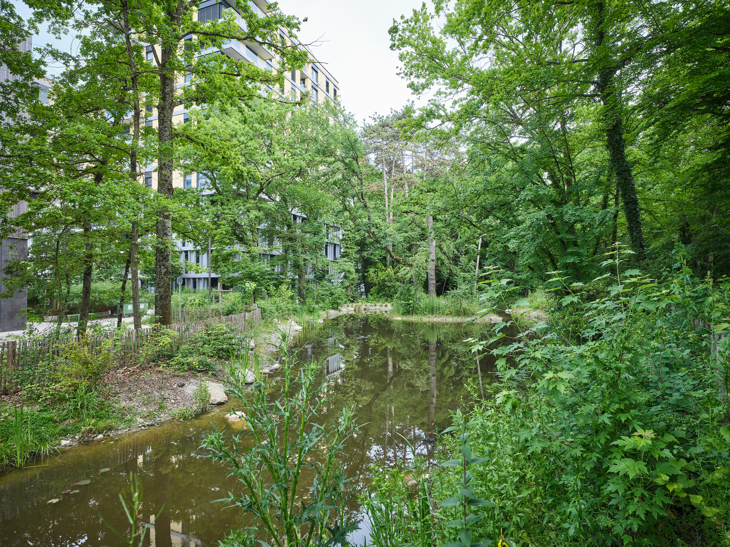 Etang des Tritons, photographie Loris Von Siebenthal pour l'office cantonal de l'eau