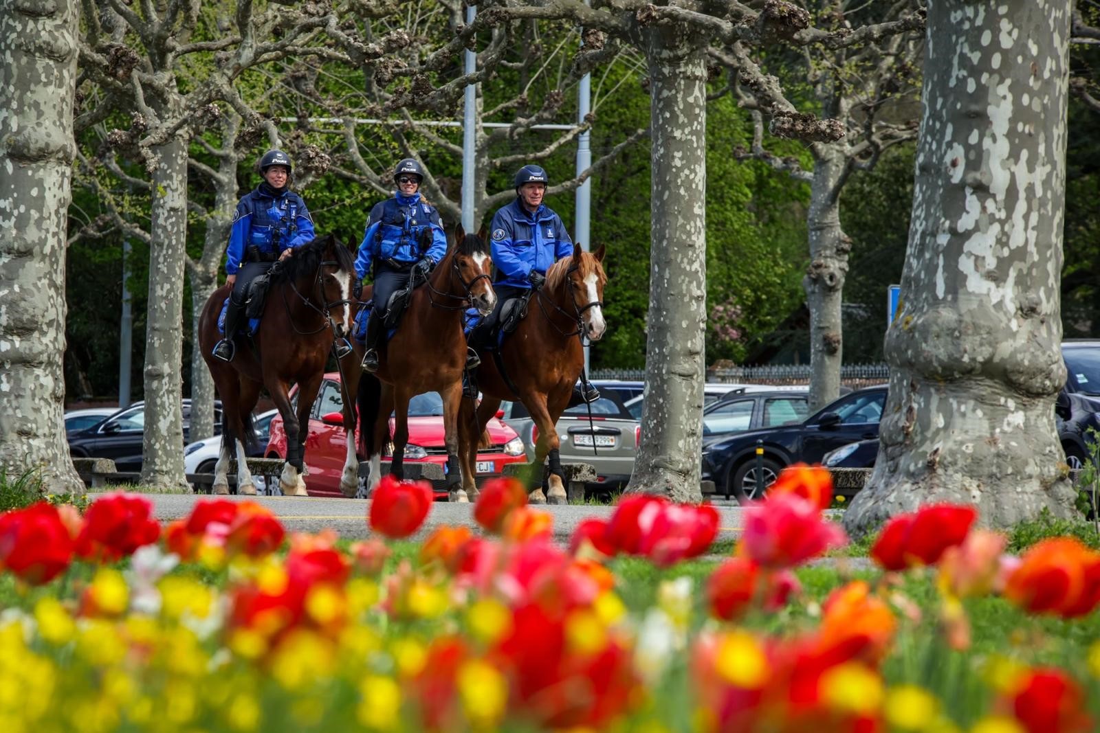 chevaux tulipes