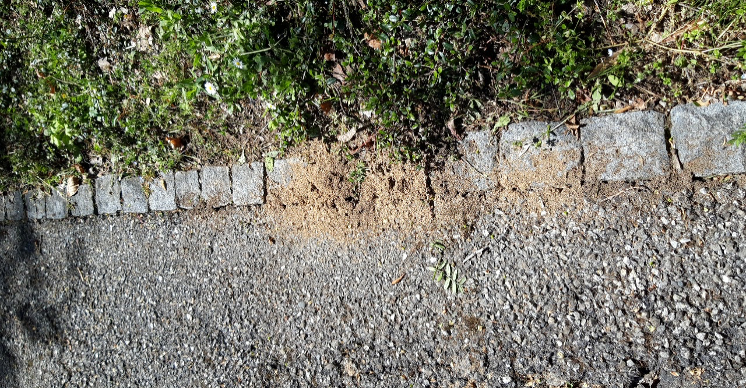fourmis
