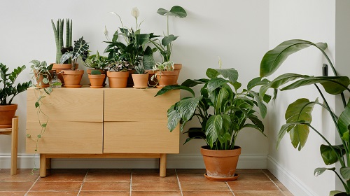 Image d'un intérieur avec une commode en bois et décorée avec des plantes vertes