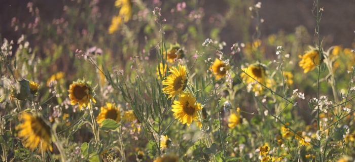 Prairie fleurie de tournesols
