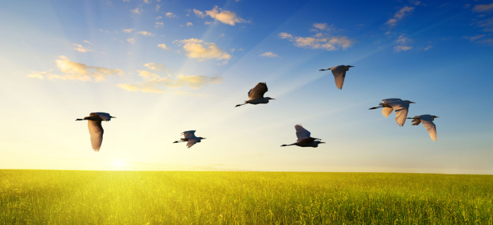 Grippe aviaire : information du vétérinaire cantonal