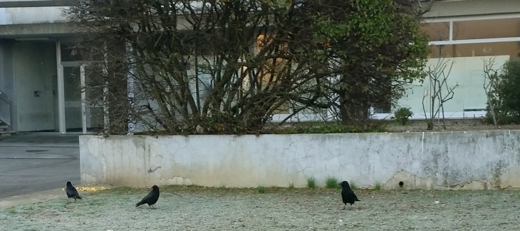 corneilles en ville