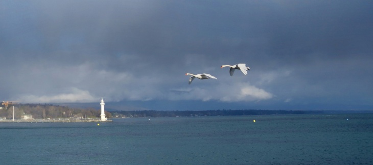 Illustration de la Rade Genève. Photo @JM Mitterer