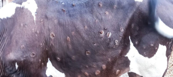 Dermatose Nodulaire Contagieuse