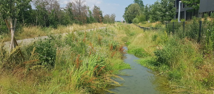 Nant d'Avril - Secteur renaturé à proximité de la Zimeysaver